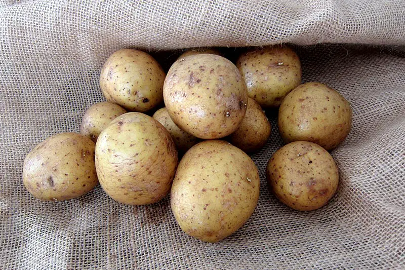 Kartoffeln lagern – Tipps und Tricks zu richtigen Aufbewahrung