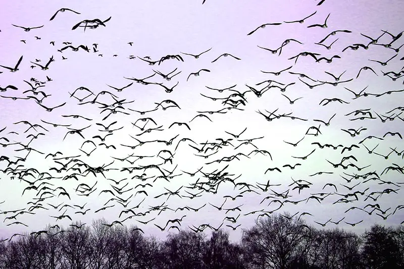 Vogelgrippe nach 10 Jahren zurück