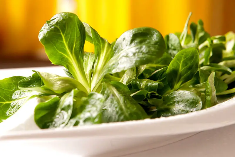 Feldsalat Rapunzel Nüsslisalat