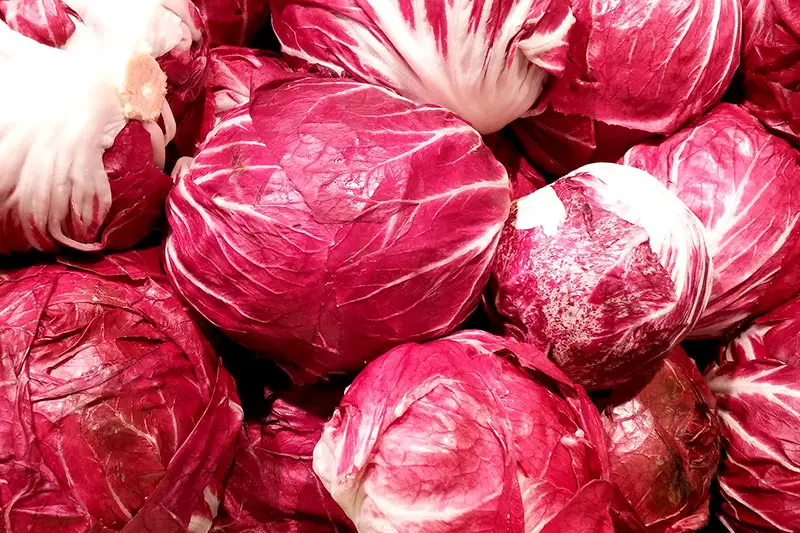 Salat Radicchio