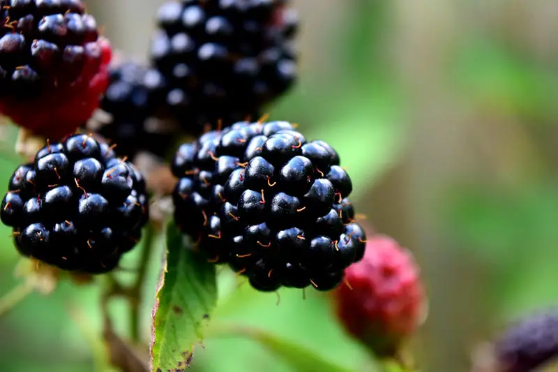 natürliche Potenzmittel Brombeeren