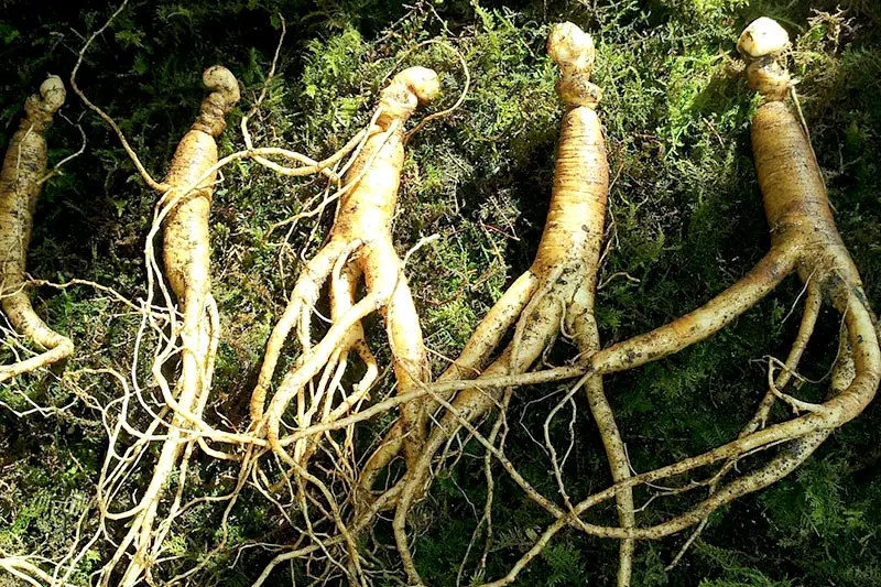 natürliche Potenzmittel Ginseng