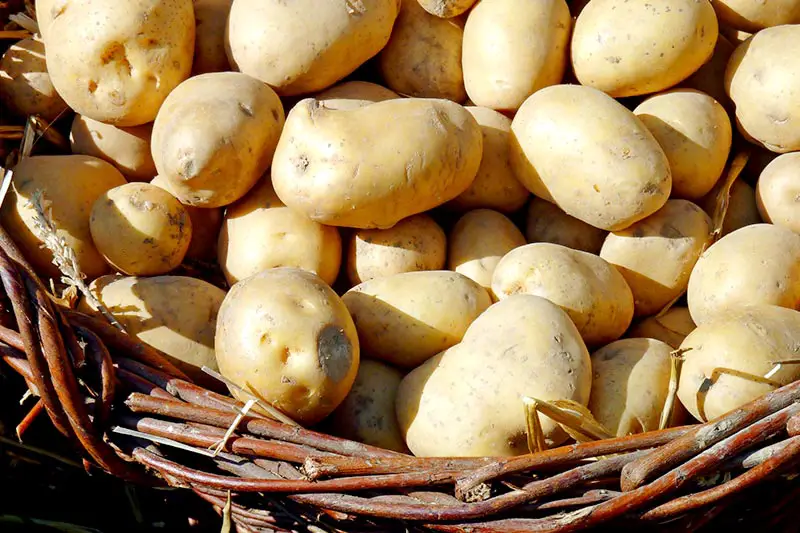 Kann man Kartoffeln roh essen