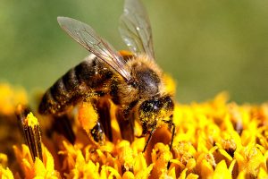 Biene Blume Bienensterben