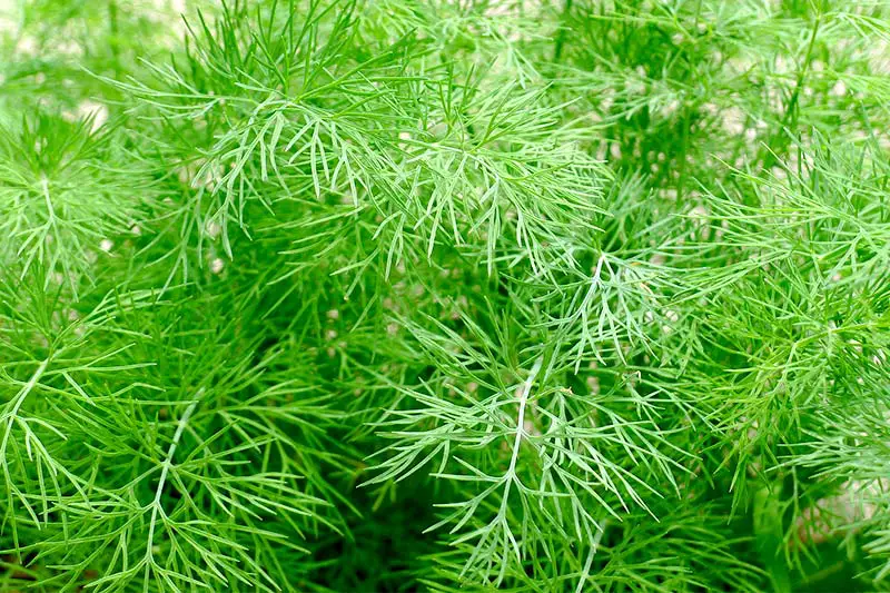 Dill pflanzen Garten