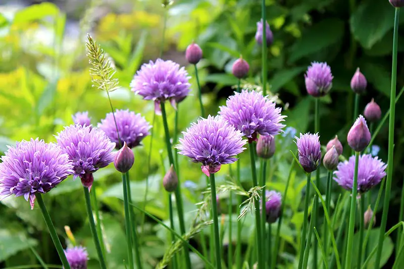 Schnittlauch Blüte garten