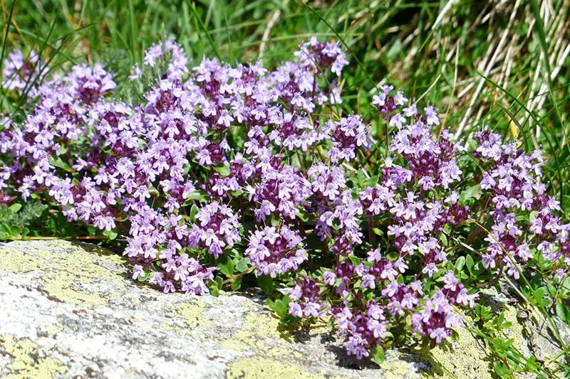 Thymian garten Blüte