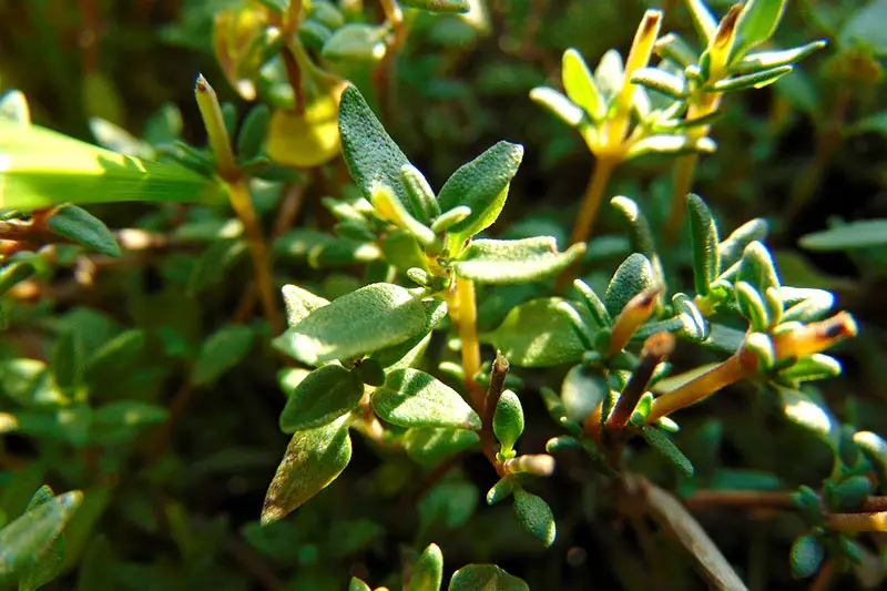 Thymian pflanzen pflegen ernten trocknen