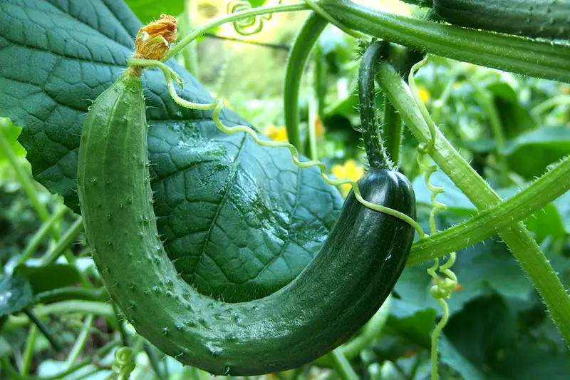 Gurken pflanzen düngen ernten