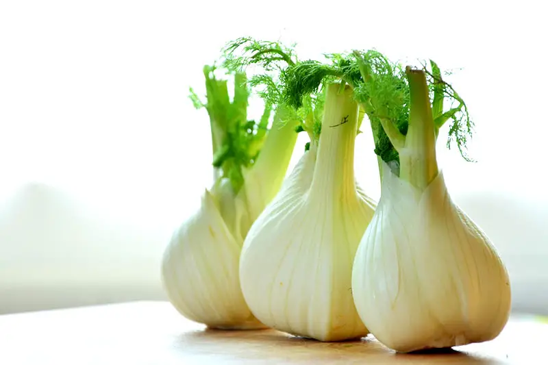 Fenchel anbauen ernten lagern