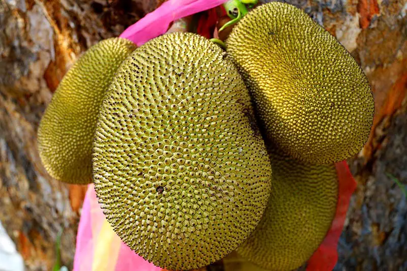 Jackfruit Jackfrucht Fleischersatz