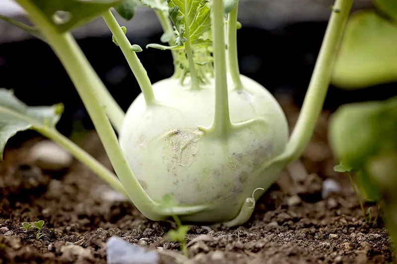 Kohlrabi pflanzen ernten lagern