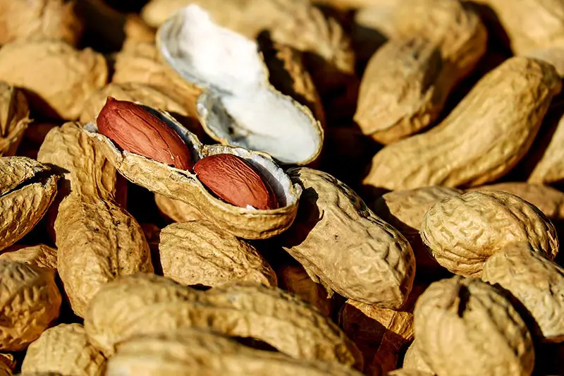 Erfolgreiche Behandlung Erdnuss-Allergie