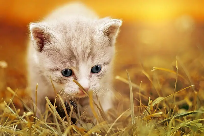 Weltkatzentag Haustiere Klimakiller