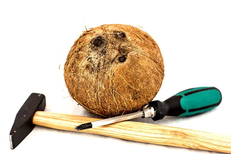 Kokosnuss öffnen Hammer