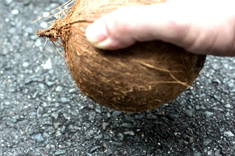 Kokosnuss öffnen Hammer