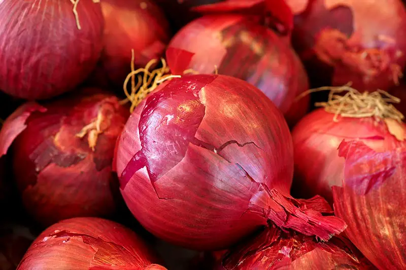 Zwiebelsorten rote Zwiebel pflanzen