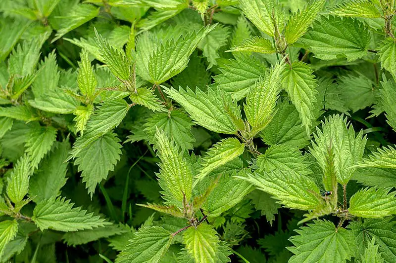 Brennnessel: Gesundes Kraut aus dem Garten | WirEssenGesund.de