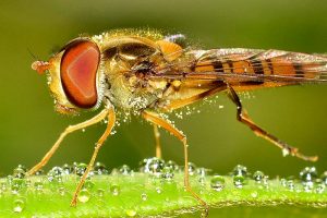 Insekten Deutschland