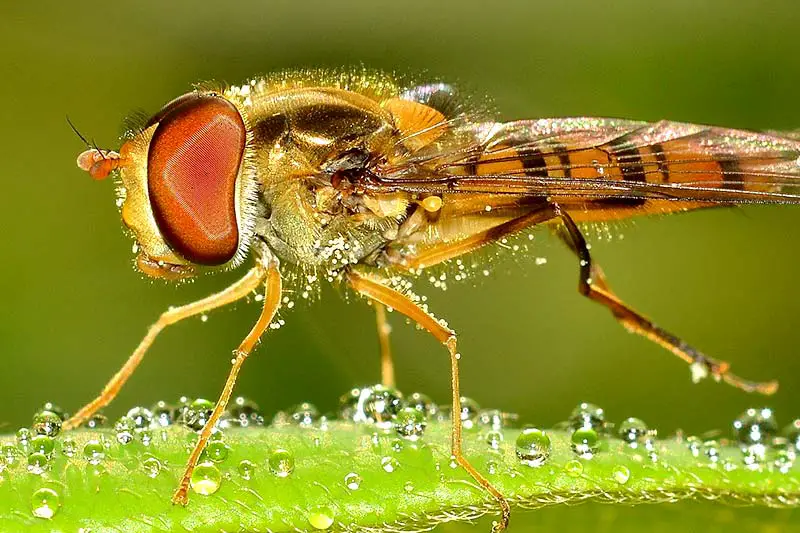 Insekten Deutschland