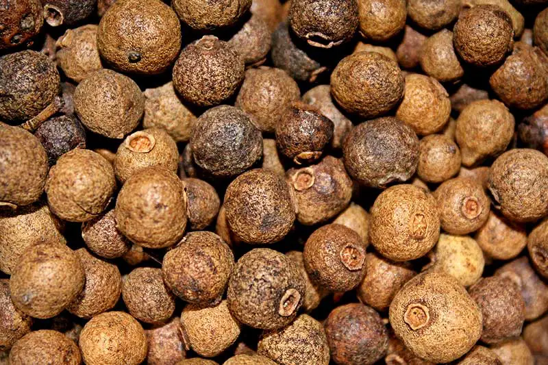 Piment