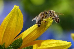 Bienenrettung vertagt