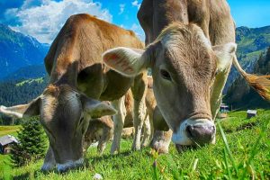 Bayerische Großmolkerei gegen Glyphosat