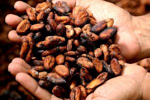 Kakao Ernte bricht ein