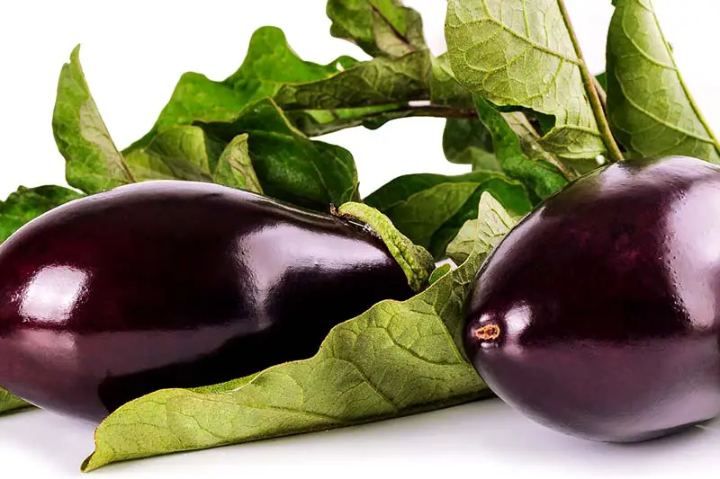 Aubergine – eine gesunde und kalorienarme Frucht