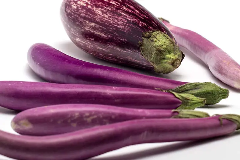 Aubergine Sorten Farbe Form