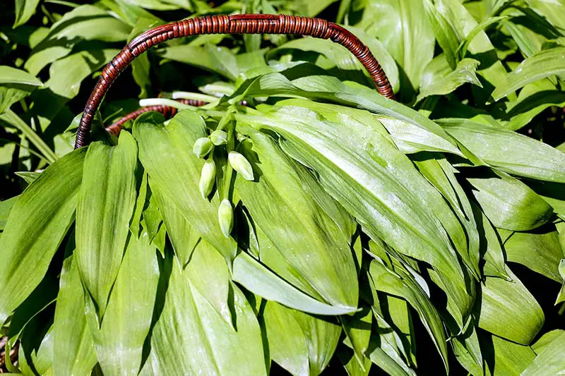 Bärlauch pflanzen ernten