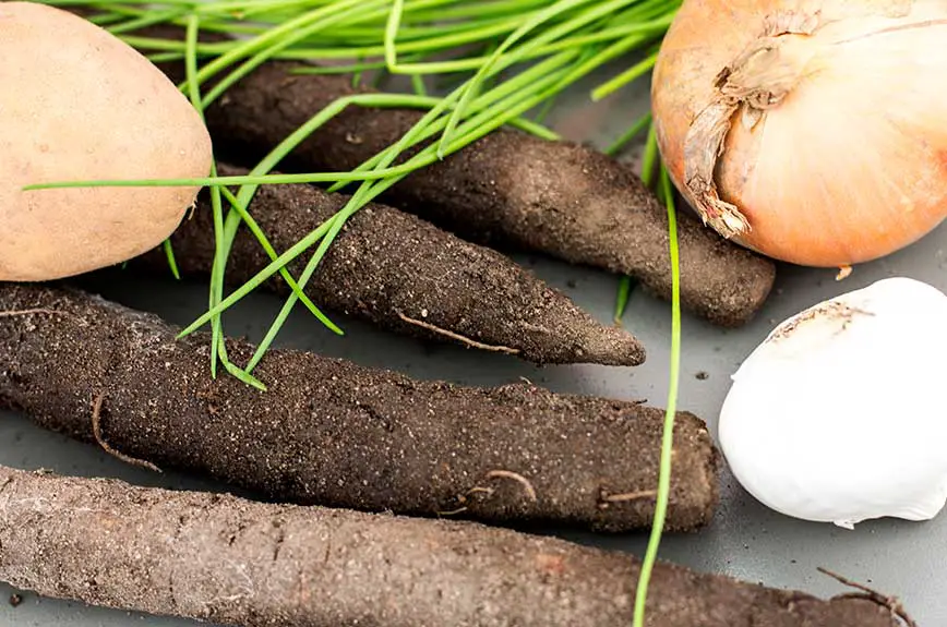 Schwarzwurzelcremesuppe Rezept vegan Zutaten