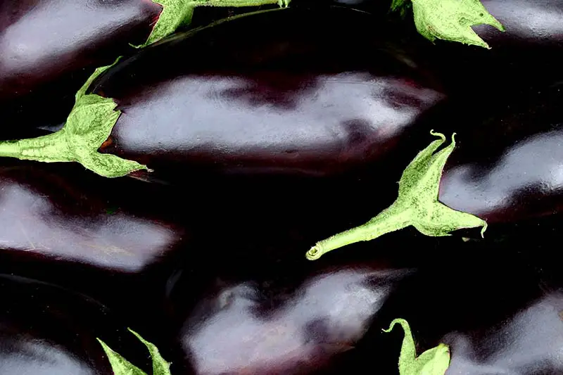 Aubergine