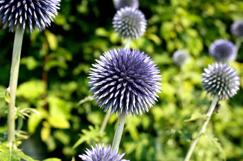 Distel Glyphosat ersetzen