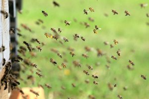 Erkenntnisse zum Bienensterben