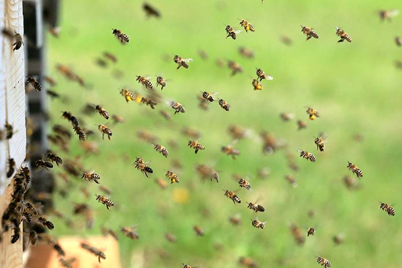 Erkenntnisse zum Bienensterben