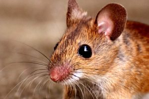 IKEA ruft wegen Mäusen Schaumkonfekt zurück