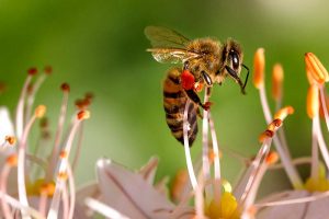 EU Pestizide Gefahr Bienen