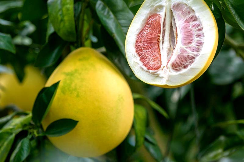 Pomelo Alles über die leckere Zirtrusfrucht auf WirEssenGesund.de