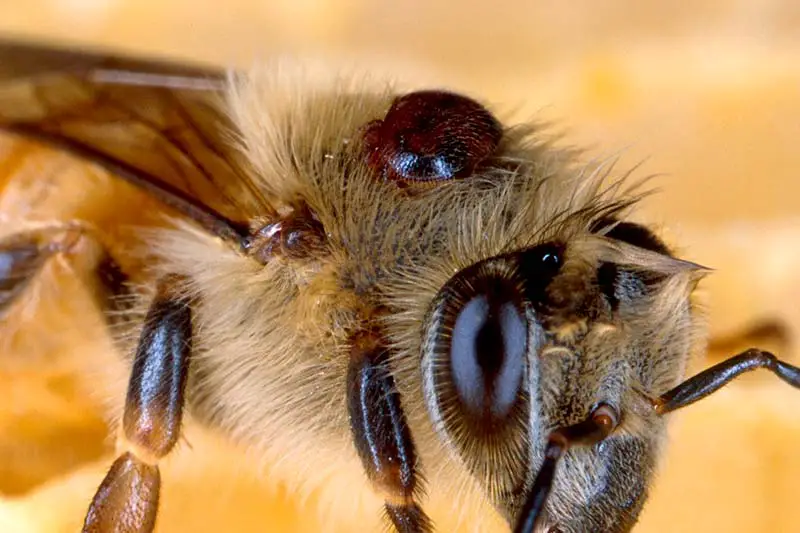 Bienen Varroa Milbe