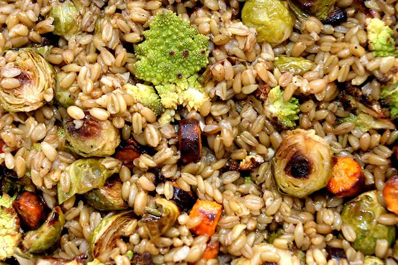 Freekeh Superfood