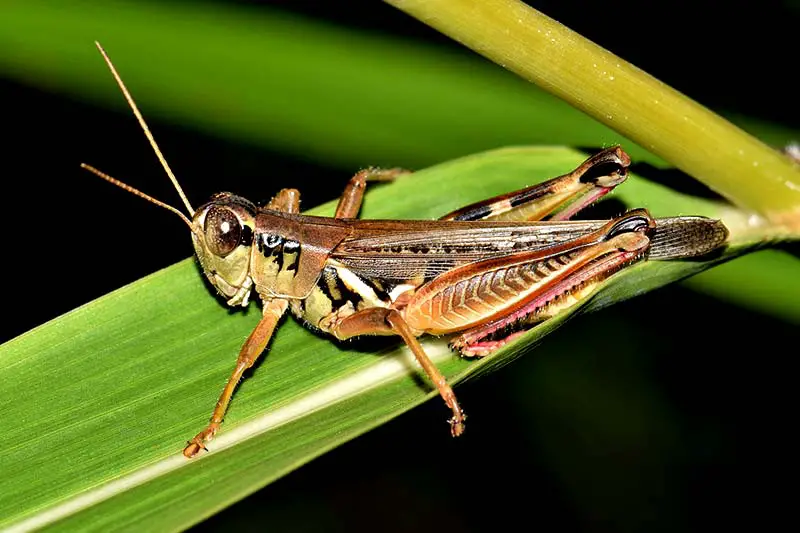 Insekten auf dem Prüfstand