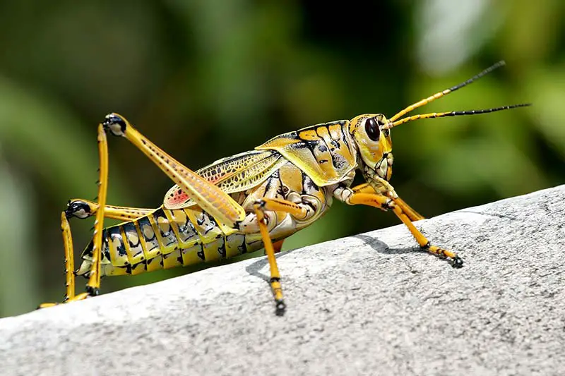 Insekten essen