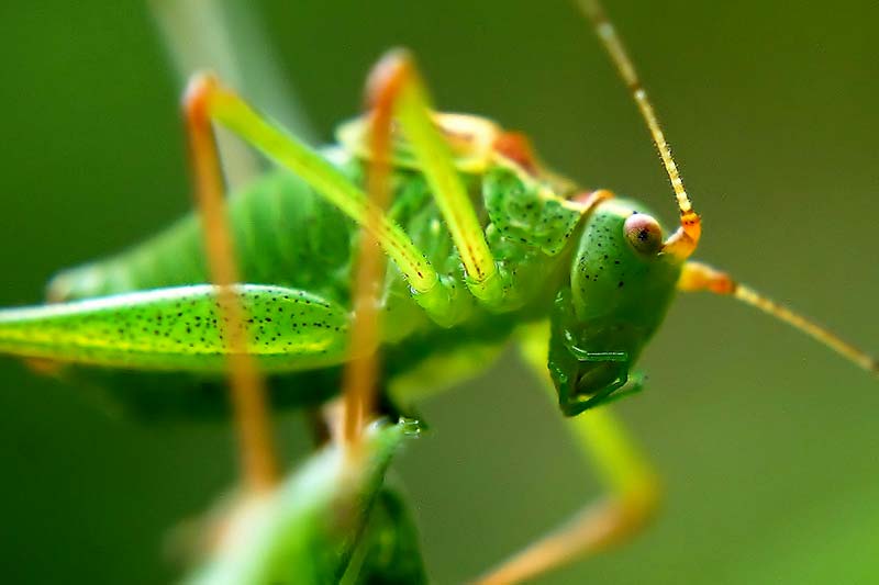 Insekten