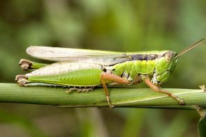 essbare Insekten