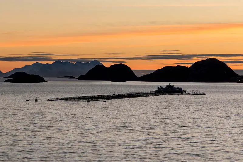 Norwegischer Lachs nachhaltig Aaquakultur