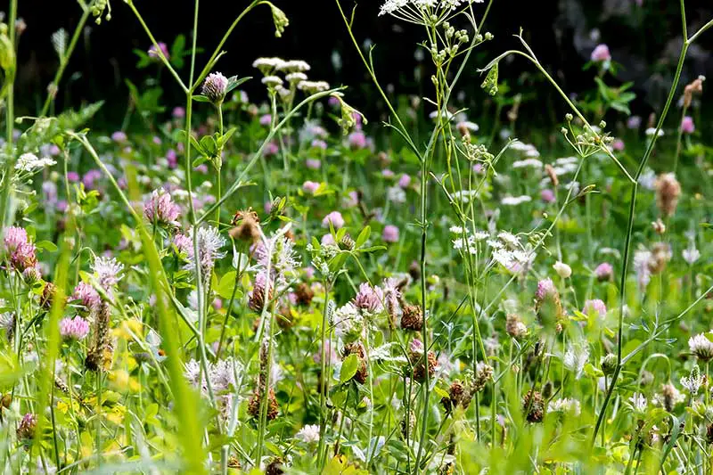 Heuschnupfen Graeser Wiese