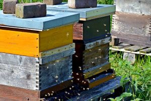 Heilt uns Luft aus Bienenstöcken?