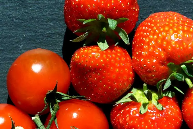 Hypoallergene Tomaten- und Erdbeersorten