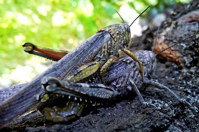 Insektenzucht in Deutschland